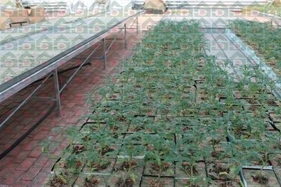 ʢ���r(n��ng)�Îr�ތ�(sh��)�(y��n)���،�(sh��)��