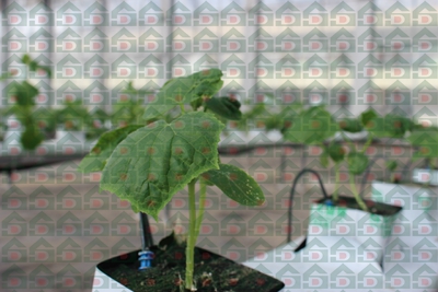 ʢ���r(n��ng)�Îr�ތ�(sh��)�(y��n)���،�(sh��)��