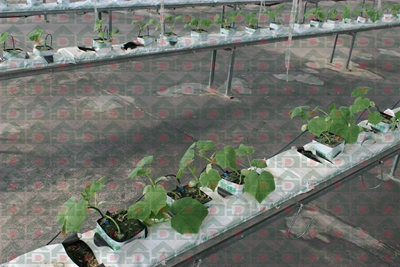 ʢ���r(n��ng)�Îr�ތ�(sh��)�(y��n)���،�(sh��)��