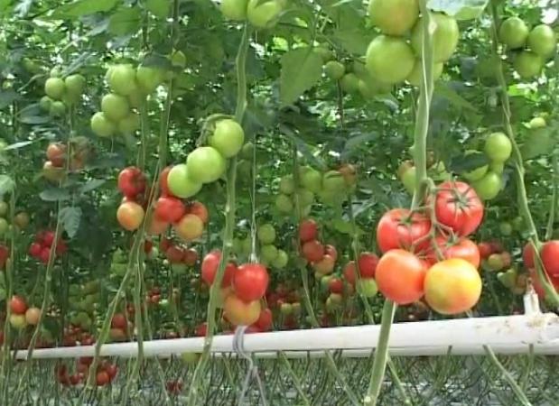 �r(n��ng)�Îr�ޑ���