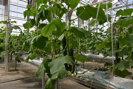 ʢ���r�Îr��