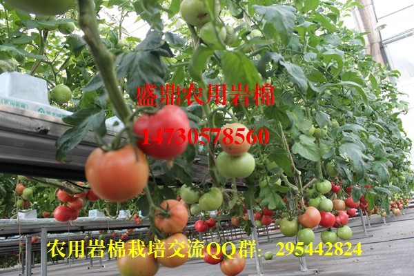 �r(n��ng)�Îr������ɹ�չʾ